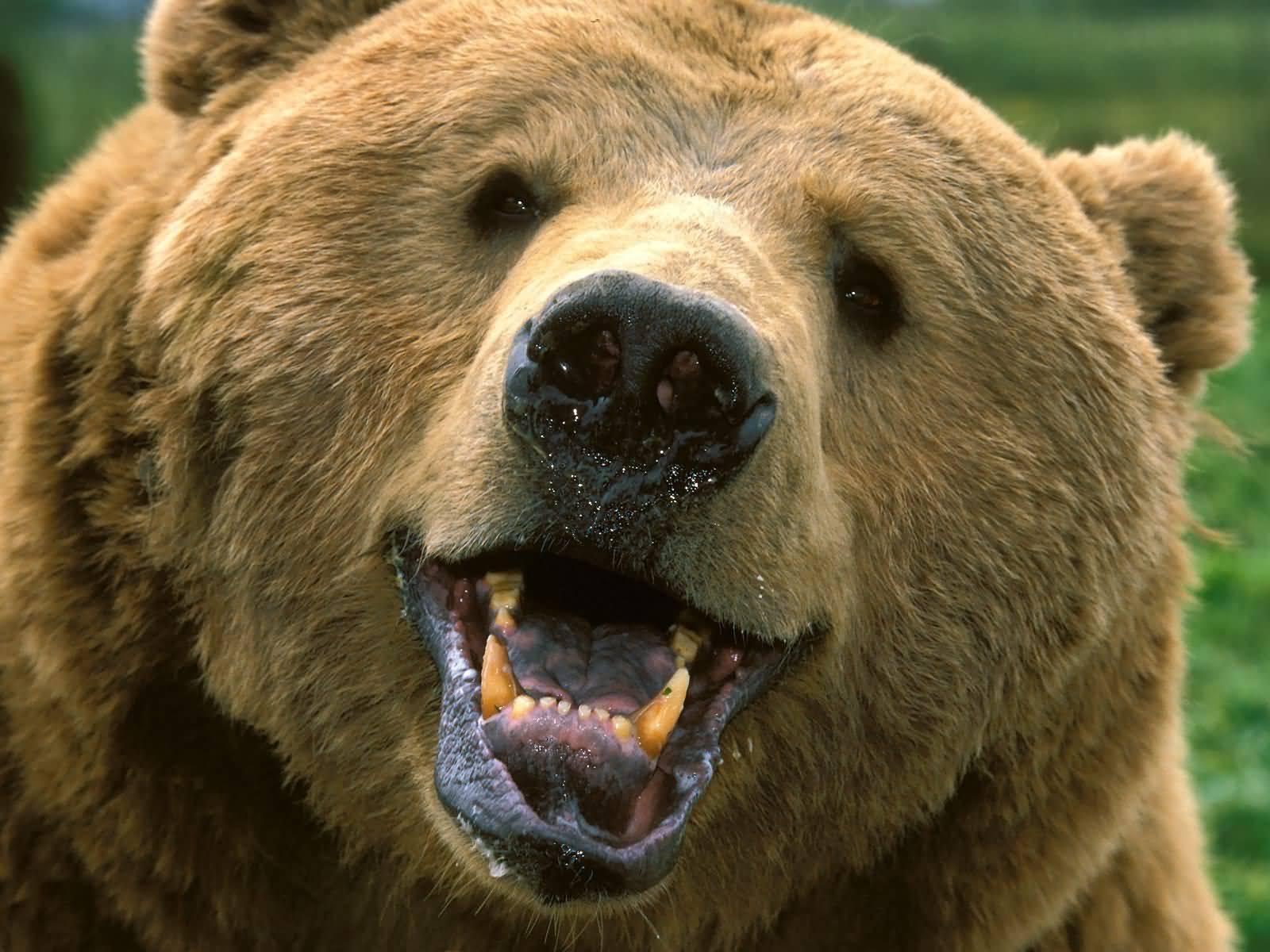 Happy Bear